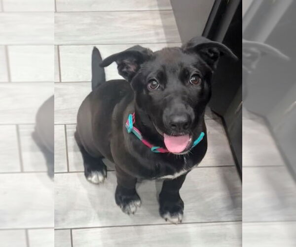 Medium Photo #25 Labrador Retriever-Unknown Mix Puppy For Sale in OKLAHOMA CITY, OK, USA