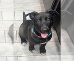 Small #24 Labrador Retriever Mix