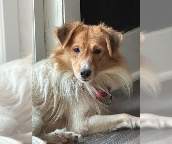 Medium Photo #2 Mutt Puppy For Sale in Fort Wayne, IN, USA