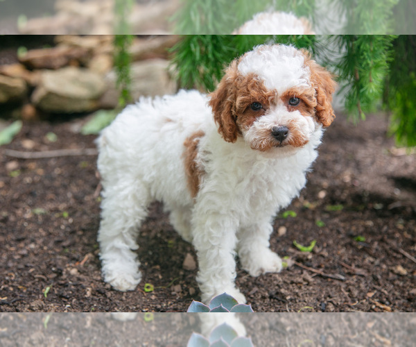 Medium Photo #1 Poodle (Miniature) Puppy For Sale in FREDERICKSBURG, OH, USA