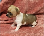 Small Photo #24 Chihuahua Puppy For Sale in MOUNT AIRY, NC, USA