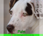 Small #6 Jack Russell Terrier Mix
