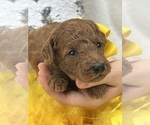 Small Photo #9 Goldendoodle (Miniature) Puppy For Sale in BULLARD, TX, USA