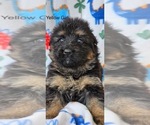 Small Photo #7 German Shepherd Dog Puppy For Sale in CLEVELAND, TN, USA