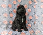 Small Photo #2 Poodle (Standard) Puppy For Sale in OXFORD, PA, USA