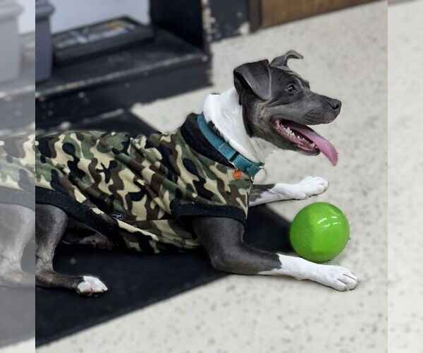 Medium Photo #21 American Pit Bull Terrier Puppy For Sale in Fargo, ND, USA