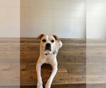 Small #8 Beagle Mix