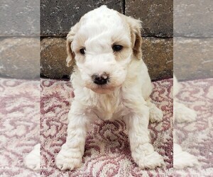 Goldendoodle-Poodle (Toy) Mix Puppy for sale in MENOMONEE FALLS, WI, USA