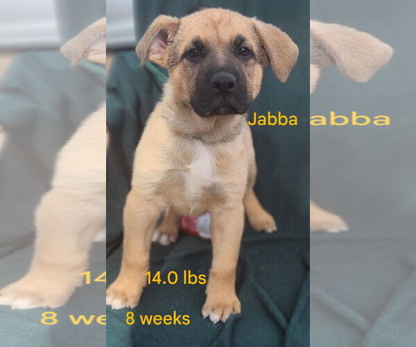 Medium Photo #6 German Shepherd Dog-Great Pyrenees Mix Puppy For Sale in Clinton, OK, USA