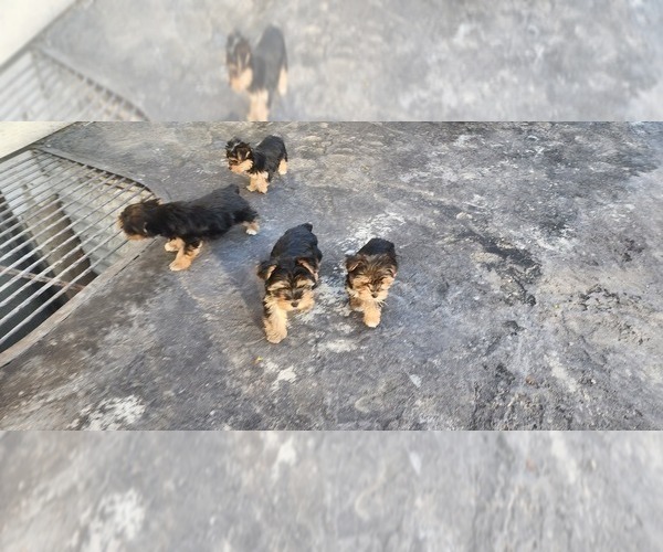 Medium Photo #6 Yorkshire Terrier Puppy For Sale in CO SPGS, CO, USA
