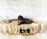 Small #5 Dachshund