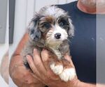 Diana - Female Bernedoodle (Miniature) Puppy for Sale - Photo #4