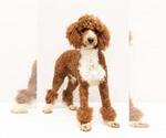 Small Photo #1 Goldendoodle (Miniature) Puppy For Sale in EPHRATA, PA, USA