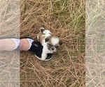Small Photo #32 Shih Tzu Puppy For Sale in VENETA, OR, USA