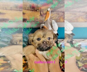 Shih Tzu Puppy for sale in HILLSVILLE, VA, USA