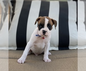 Boxer Puppy for Sale in MURRIETA, California USA
