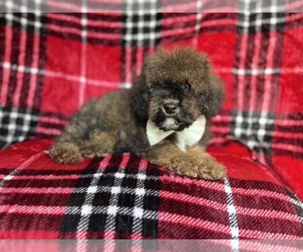 Medium Photo #8 Cockapoo (Miniature) Puppy For Sale in LAKELAND, FL, USA