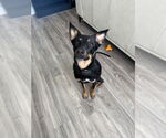Small #1 Australian Kelpie Mix