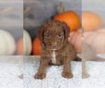 Small Photo #17 Goldendoodle (Miniature) Puppy For Sale in CRESTON, OH, USA