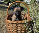 Small #4 Belgian Malinois