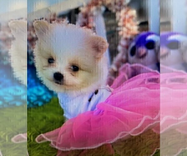 Medium Photo #2 Pomeranian Puppy For Sale in MIAMI, FL, USA