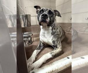 American Pit Bull Terrier Dogs for adoption in Aurora, IL, USA