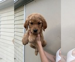 Puppy Lindsay Golden Retriever