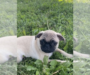 Pug Puppy for sale in CANOGA, NY, USA