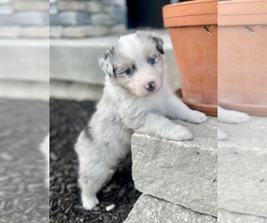 Australian Shepherd Puppy for sale in LODA, IL, USA