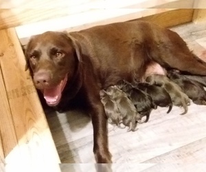Mother of the Labrador Retriever puppies born on 06/26/2022