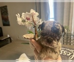 Small Photo #1 Pug Puppy For Sale in LAKE MARY, FL, USA