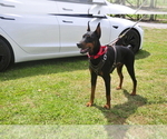 Small #14 Doberman Pinscher