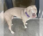 Small American Pit Bull Terrier