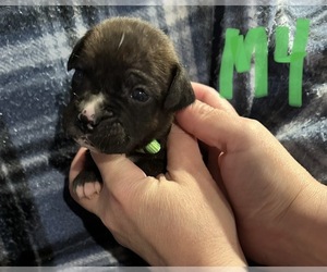 Boxer Puppy for sale in TOCCOA, GA, USA