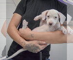 Small #4 Colonial Cocker Spaniel-English Setter Mix