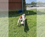 Small #3 American Pit Bull Terrier
