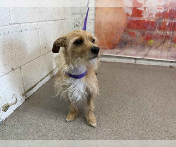 Medium Photo #1 Mutt Puppy For Sale in San Bernardino, CA, USA