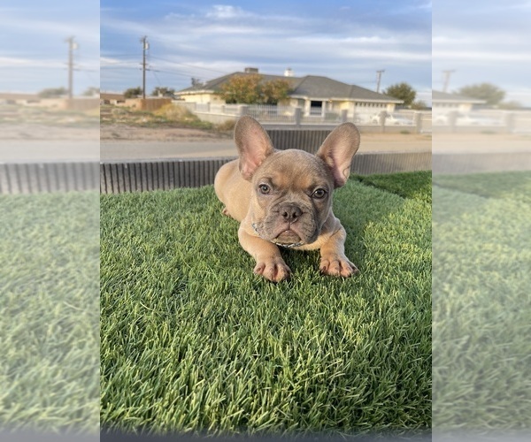 Medium Photo #6 French Bulldog Puppy For Sale in NEWPORT BEACH, CA, USA