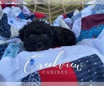 Small #3 Schnoodle (Miniature)