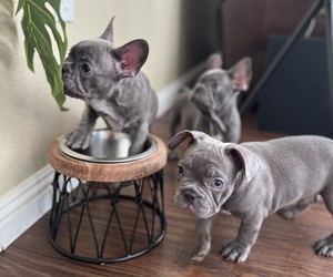 French Bulldog Litter for sale in SAN DIEGO, CA, USA