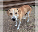 Small Photo #3 Labbe Puppy For Sale in The Woodlands, TX, USA