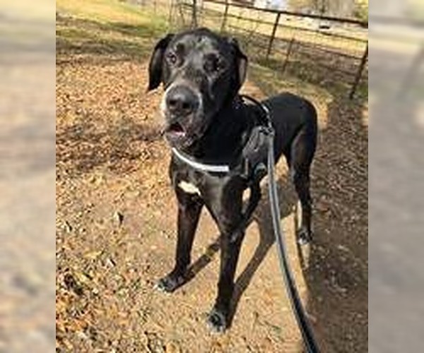 Medium Photo #3 Great Dane Puppy For Sale in Bullard, TX, USA