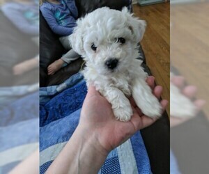 Bichon Frise Puppy for sale in NORTH BRANCH, MN, USA
