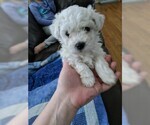 Small Photo #1 Bichon Frise Puppy For Sale in NORTH BRANCH, MN, USA