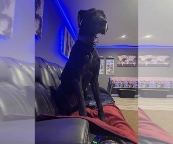 Medium Photo #7 Great Dane Puppy For Sale in MAYSVILLE, KY, USA