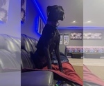 Small Photo #7 Great Dane Puppy For Sale in MAYSVILLE, KY, USA