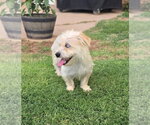Small #2 Mutt