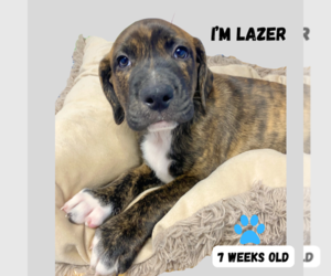 Mountain Cur-Plott Hound Mix Dogs for adoption in GILBERTS, IL, USA