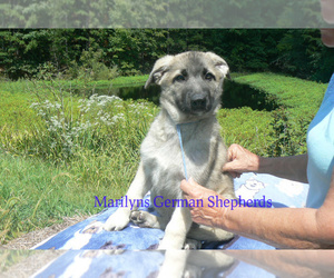 German Shepherd Dog Puppy for Sale in PIEDMONT, Missouri USA