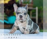 Small #2 French Bulldog